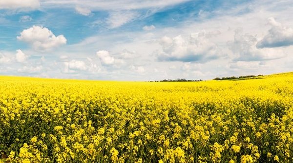 Images of the Rayzor and its creator, Ray Heinen